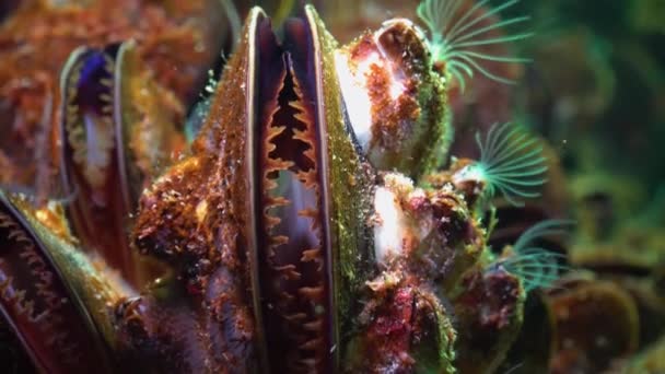 Petit Crustacé Balanus Nourrit Plancton Moule Méditerranéenne Mytilus Galloprovincialis Mer — Video