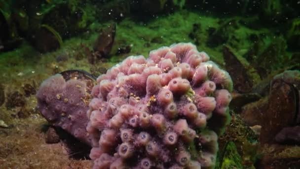 Roze Zee Sponzen Halichondria Spongia Riffen Zwarte Zee Odessa Bay — Stockvideo