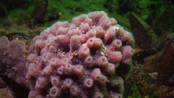 Esponjas Mar Rosa Halichondria Spongia Nos Recifes Mar Negro Baía — Vídeo de Stock