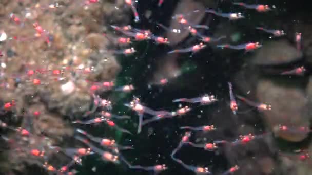 Small Crustaceans Mysida Peracarida Swarm Water Column Stones Black Sea — Stock Video