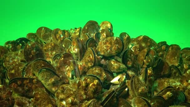Маленький Ракоподібний Балус Живиться Планктоном Мідія Середземномор Mytilus Galloprovincialis Чорне — стокове відео