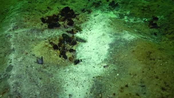 Havssvamp Mögel Botten Dåliga Miljöförhållanden Övergödning Svarta Havet — Stockvideo