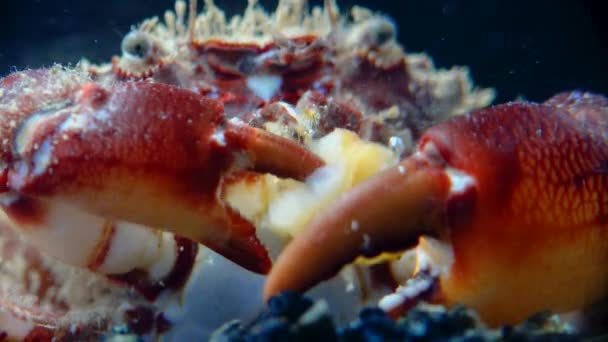 Borstige Krabbe Oder Haarige Krabbe Pilumnus Hirtellus Nahaufnahme Einer Krabbe — Stockvideo