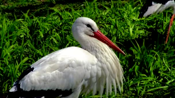 White Stork Ciconia Ciconia Large Rare Bird Red Beak Legs — Stock Video