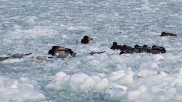 Ducks Common Gull Larus Canus Ice Birds Ukraine — Stock Video