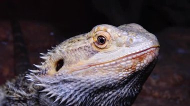 (Pogona Vitticeps) Agamid Kertenkele, Sakallı Ejderha