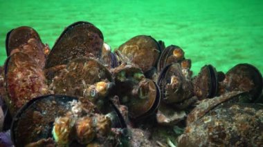 Küçük kabuklu deniz hayvanı Balanus planktonlarla beslenir. Akdeniz midyesi (Mytilus Dörtlü Taşrası). Karadeniz. Ukrayna.