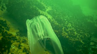 (Mnemiopsis leidyi ya da siğil tarağı jölesi (İngilizce: 