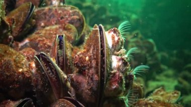 Küçük kabuklu deniz hayvanı Balanus planktonlarla beslenir. Akdeniz midyesi (Mytilus Dörtlü Taşrası). Karadeniz. Ukrayna