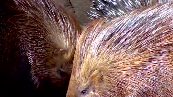 Grande Porco Espinho Comer Legumes Zoológico Ucrânia — Vídeo de Stock