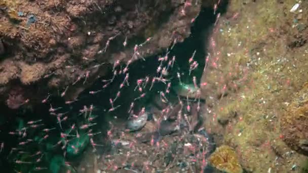 Små Kräftdjur Mysida Peracarida Svärmar Vattenpelaren Mellan Stenar Svarta Havet — Stockvideo