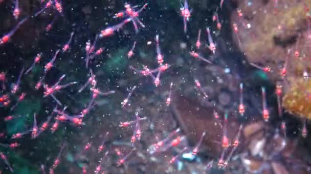 Krustasea Kecil Mysida Peracarida Berkerumun Kolom Air Antara Batu Laut — Stok Video
