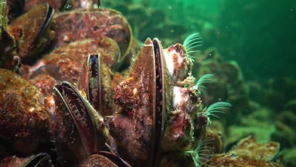 Malý Korýš Balanus Živí Planktonem Mušle Středomořská Mytilus Galloprovincialis Černé — Stock video