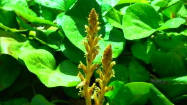 Sarmaşık süpürgesi (Orobanche hederae), Orobanche cinsinin diğer üyeleri gibi klorofil olmayan bir parazit bitkisidir.