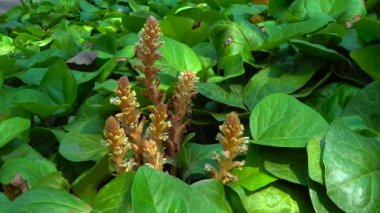 Sarmaşık süpürgesi (Orobanche hederae), Orobanche cinsinin diğer üyeleri gibi klorofil olmayan bir parazit bitkisidir.