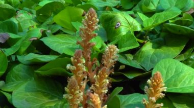 Sarmaşık süpürgesi (Orobanche hederae), Orobanche cinsinin diğer üyeleri gibi klorofil olmayan bir parazit bitkisidir.