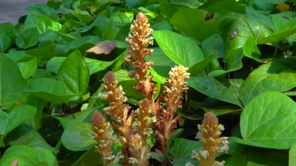 Klimop Bezemsteel Orobanche Hederae Net Als Andere Leden Van Het — Stockvideo