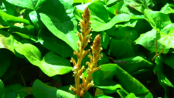 Colza Orobanche Hederae Como Outros Membros Gênero Orobanche Uma Planta — Vídeo de Stock