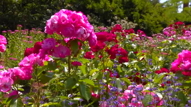 Rosas Floreciendo Jardín Botánico Slider Shot — Vídeos de Stock