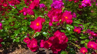 Botanik bahçesinde açan güller, Kaypak.