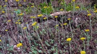 Çiçek açan Sedum (Crassulaceae) bahçedeki kaygan bir tepede sulu bir bitki, kaygan atış