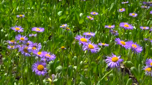 Paarse Bloemen Tegen Achtergrond Van Groene Planten Video Gefilmd Met — Stockvideo
