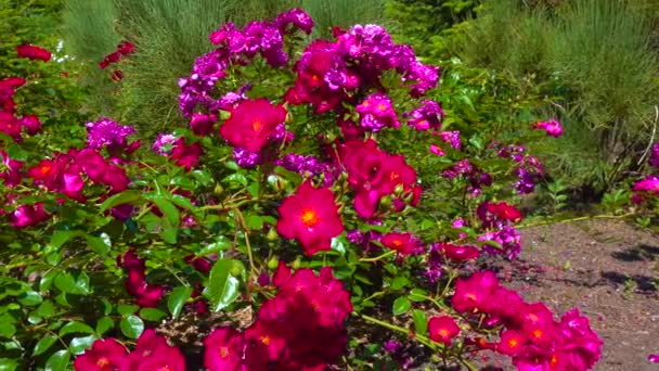 Цвітіння Троянд Ботанічному Саду Слайдер — стокове відео