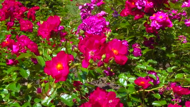 Цвітіння Троянд Ботанічному Саду Слайдер — стокове відео