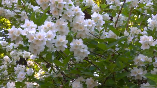 Witte Bloemen Van Een Bloeiende Jasmijn Jasminum Struik Slider Shot — Stockvideo