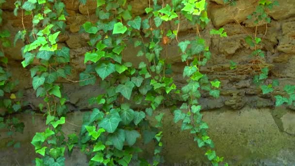 Ivy Verde Appeso Dall Alto Sullo Sfondo Pietre Gialle Tiro — Video Stock