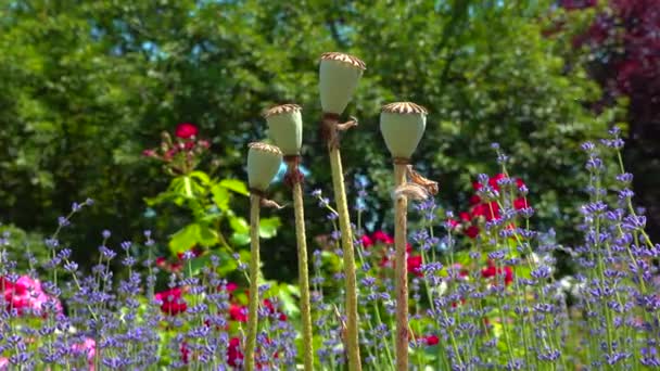 Frutas Com Sementes Papoila Jardim Jardim Botânico Tiro Deslizante — Vídeo de Stock