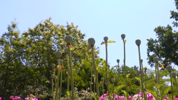 Fruit Met Tuin Papaver Zaden Een Botanische Tuin Slider Shot — Stockvideo