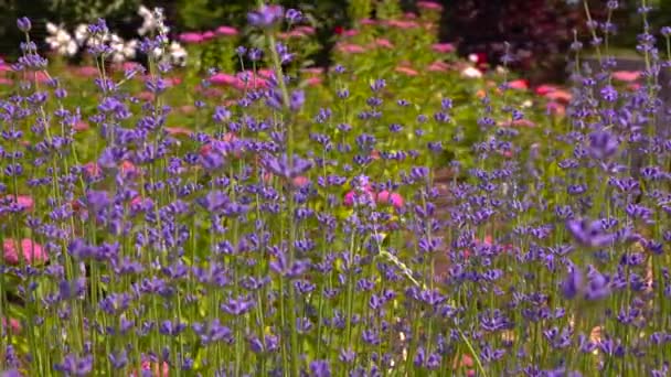 Małe Kwiaty Kwiatostanach Lawendy Ogrodowej Lavandula Spica Zdjęcie Suwaka — Wideo stockowe