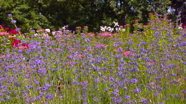 Flori Mici Inflorescențe Lavandă Grădină Lavandula Spica Glisant Împușcat — Videoclip de stoc