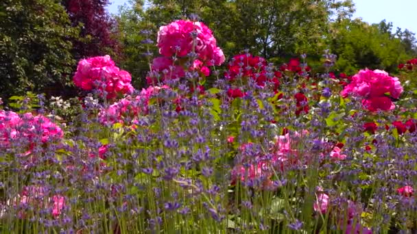 Rosen Blühen Botanischen Garten Schieberegler — Stockvideo