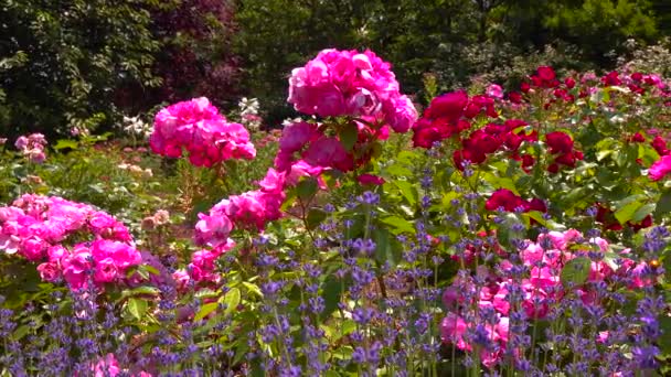 Rosas Floreciendo Jardín Botánico Slider Shot — Vídeo de stock