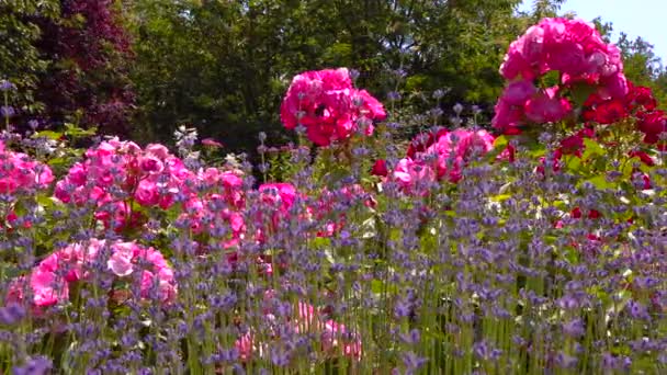 Rosen Blühen Botanischen Garten Schieberegler — Stockvideo