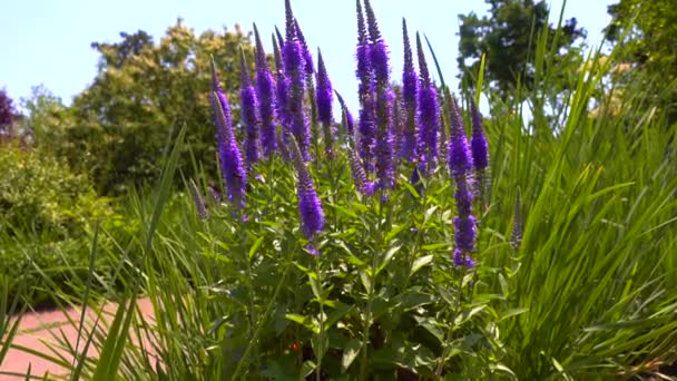 Małe Owady Zbierają Nektar Niebieskich Kwiatach Veronica Strzał Suwaka — Wideo stockowe