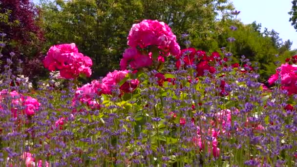 Rozen Bloeien Botanische Tuin Slider Shot — Stockvideo