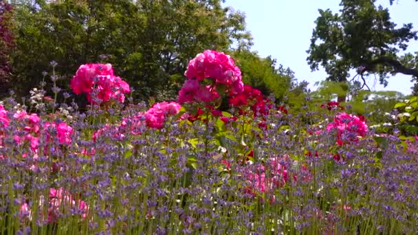 Rosen Blühen Botanischen Garten Schieberegler — Stockvideo