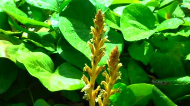Sarmaşık süpürgesi (Orobanche hederae), Orobanche cinsinin diğer üyeleri gibi klorofil olmayan bir parazit bitkisidir.