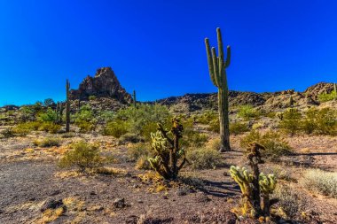 Kaktüslü çöl manzarası, ön planda kaktüs tohumlu meyveler, sillindropuntia sp. Arizona 'daki bir Organ Borusu Kaktüs Ulusal Anıtı' nda.
