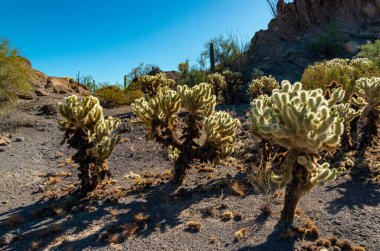Kaktüslü çöl manzarası, ön planda kaktüs tohumlu meyveler, sillindropuntia sp. Arizona 'daki bir Organ Borusu Kaktüs Ulusal Anıtı' nda.