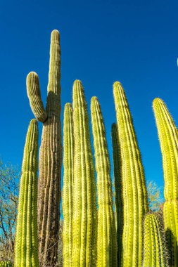 Mavi gökyüzüne karşı büyük bir kaktüs grubu (Stenocereus thurberi). Arizona 'daki Organ Borusu Ulusal Parkı 