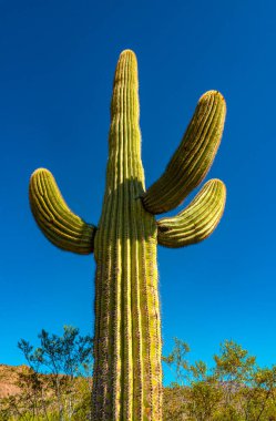 Orta boy, dev kaktüs Saguaro kaktüsü (Carnegiea gigantea) mavi gökyüzüne karşı, Arizona ABD