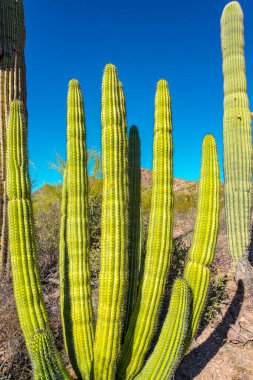 Mavi gökyüzüne karşı büyük bir kaktüs grubu (Stenocereus thurberi). Arizona 'daki Organ Borusu Ulusal Parkı 