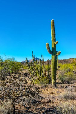Arizona çöl manzarası, dev kaktüs Saguaro kaktüsü (Carnegiea dev çayı) mavi gökyüzüne karşı, ABD