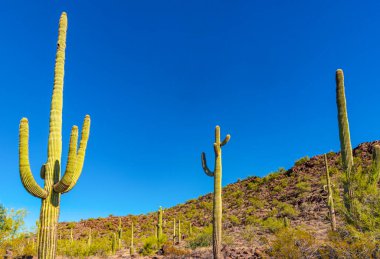 Arizona çöl manzarası, dev kaktüs Saguaro kaktüsü (Carnegiea dev çayı) mavi gökyüzüne karşı, ABD