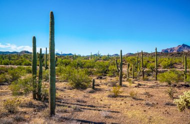 Arizona çöl manzarası, dev kaktüs Saguaro kaktüsü (Carnegiea dev çayı) mavi gökyüzüne karşı, ABD