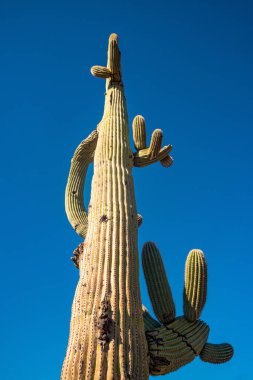 Orta boy, dev kaktüs Saguaro kaktüsü (Carnegiea gigantea) mavi gökyüzüne karşı, Arizona ABD